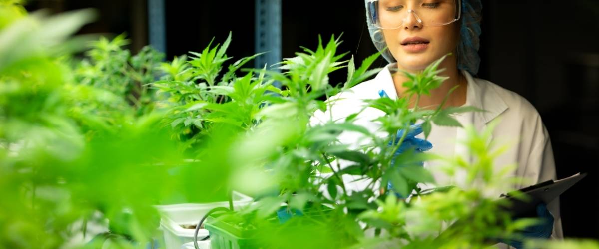 Focus on Diploid and Triploid Cannabis Seeds