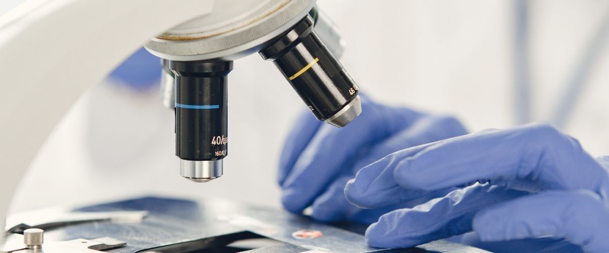 How many chromosomes do cannabis plants have?