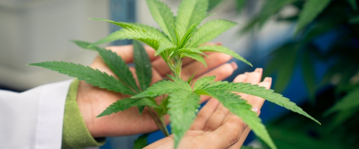 Can I make my cannabis seeds triploid myself?