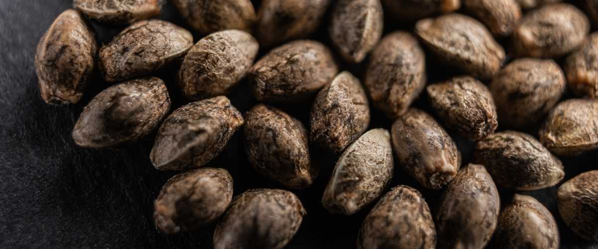 What exactly are CBD cannabis seeds?