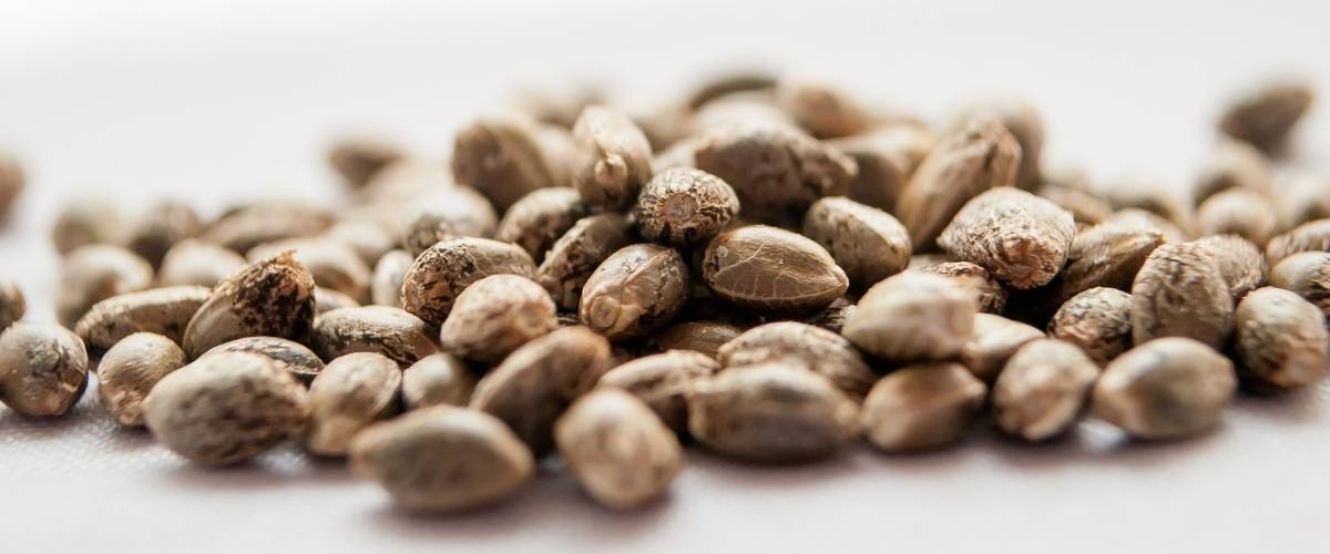 What do we mean by regular cannabis seeds?