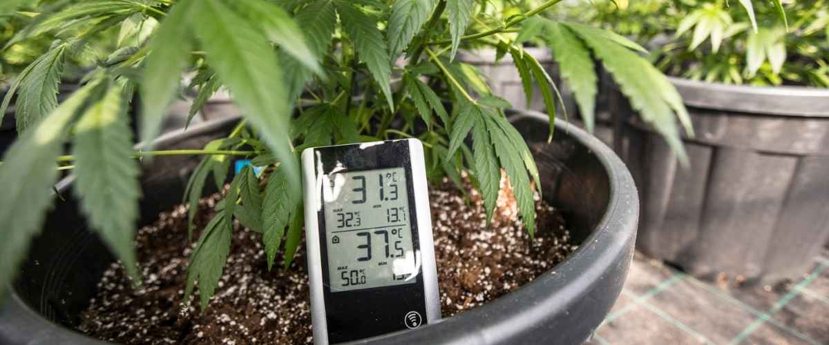 Understanding climate factors in cannabis cultivation