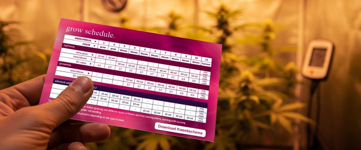 Professional feeding schedules and protocols for cannabis late flowering management