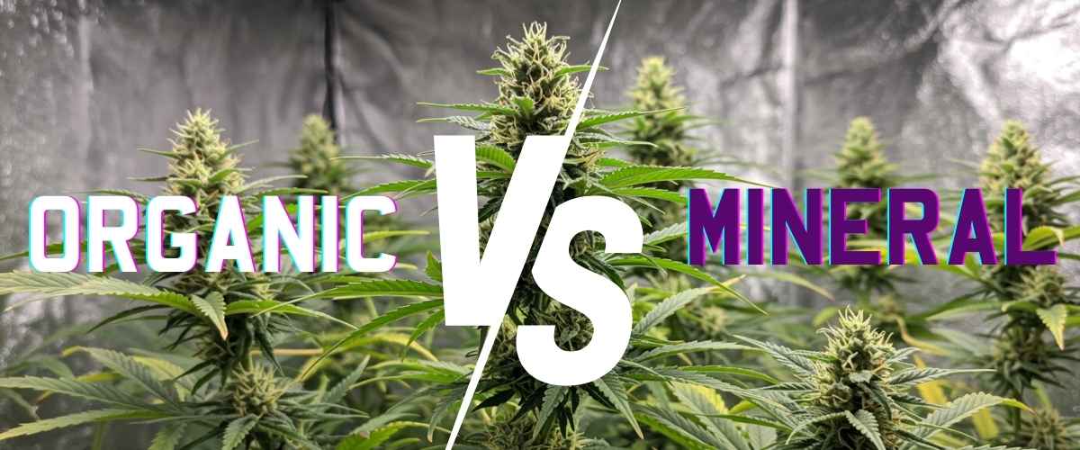Comparison of organic versus mineral cannabis nutrition effects on bud development