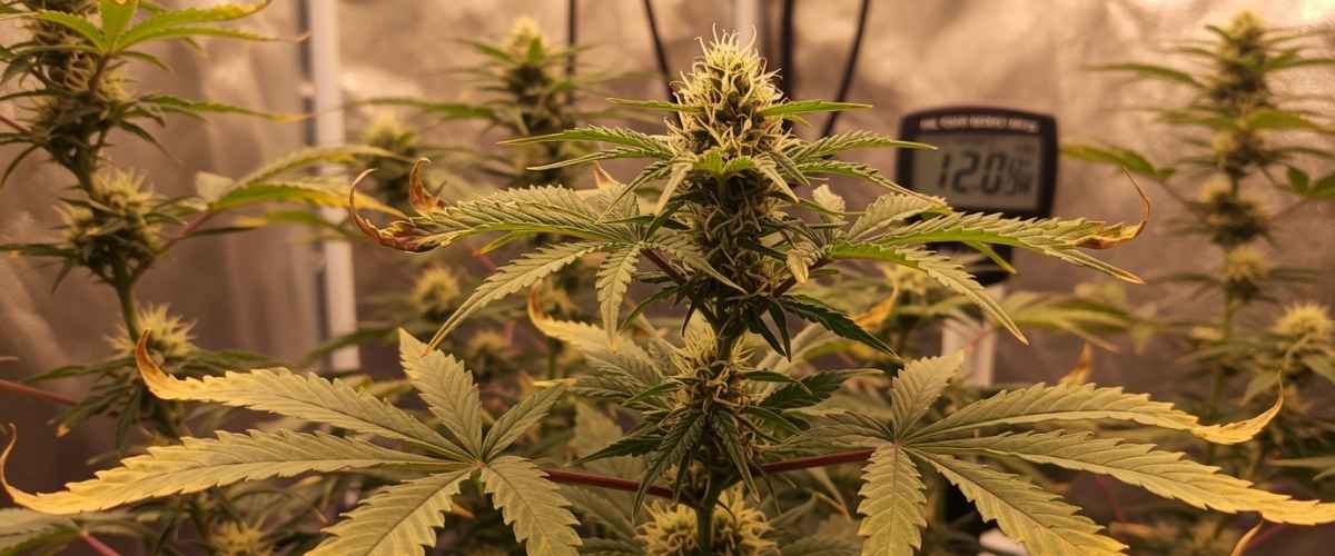 Using climate control to influence plant behaviour