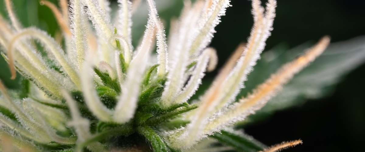Professional harvest timing indicators - trichome development and pistil maturation