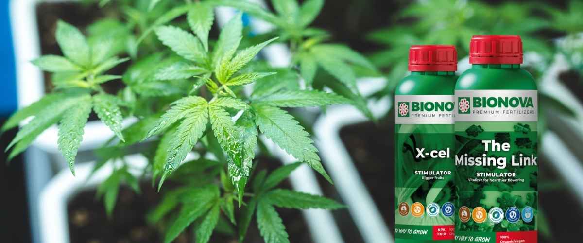 Strategic cannabis watering techniques with flowering-specific nutrient ratios