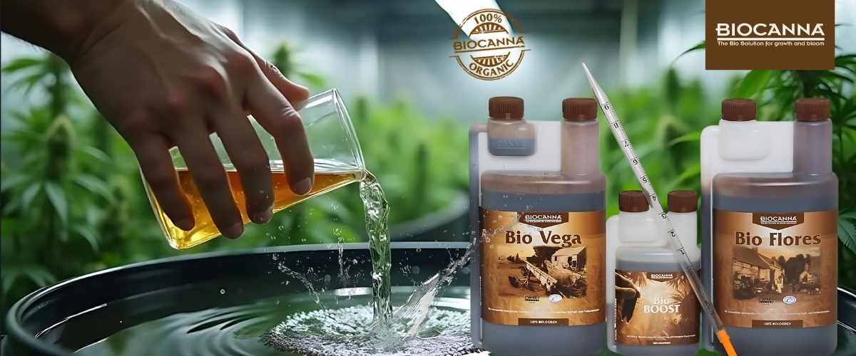 Organic cannabis growing with Canna Bio nutrients