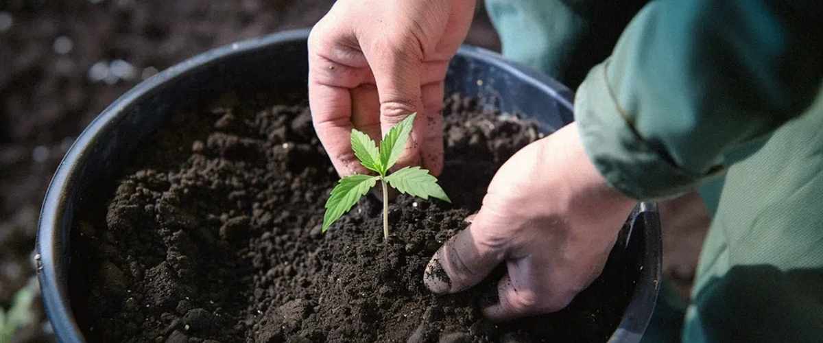 Proper transplanting techniques for healthy cannabis root development