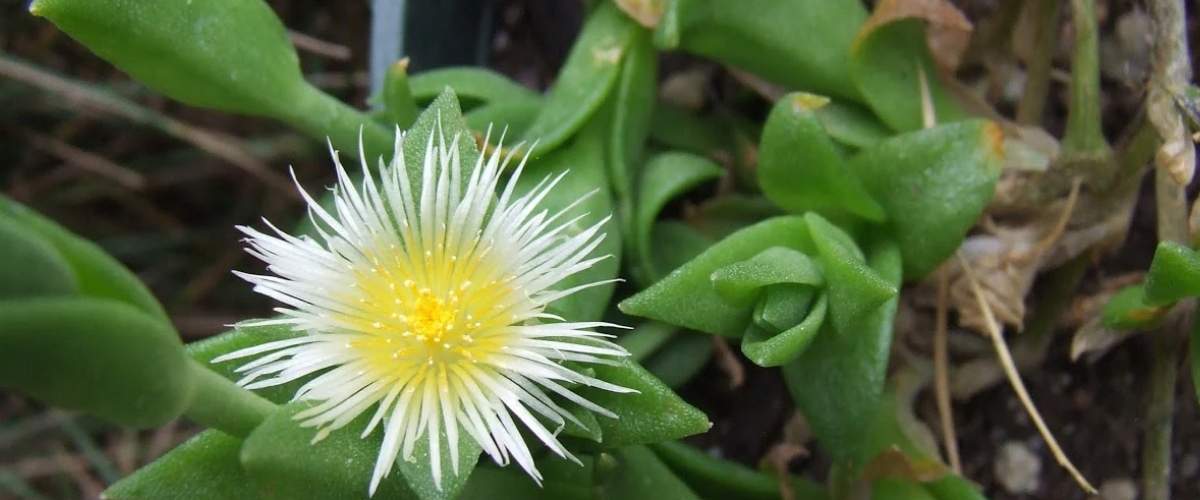 Kanna is an herb from South Africa for improved mood