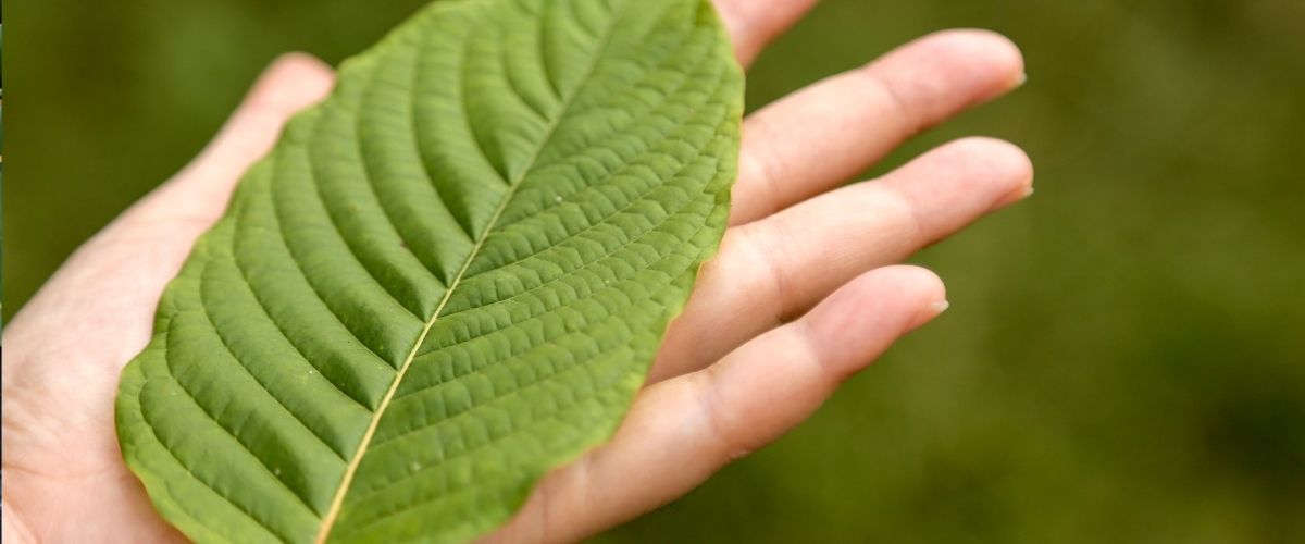 Kratom is an herb from Asia that provides more energy