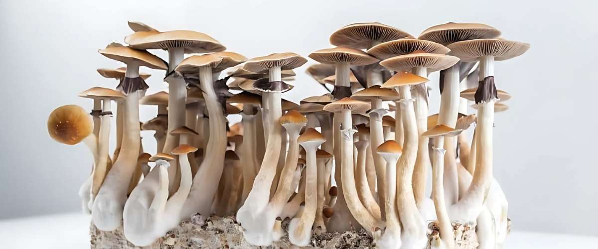 What do you need to grow your own shrooms?