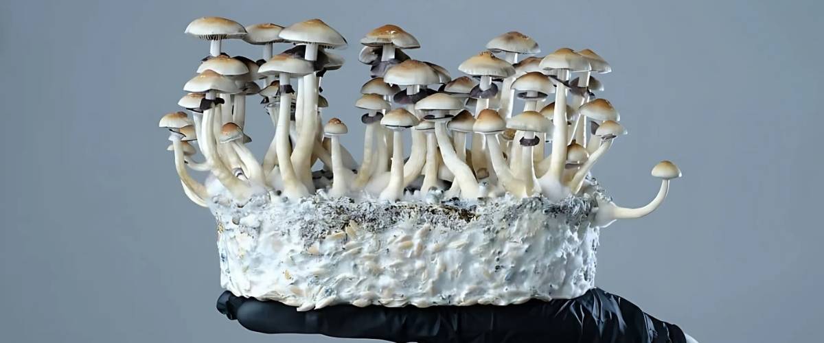 Magic Mushroom Grow kits: the easiest way to start
