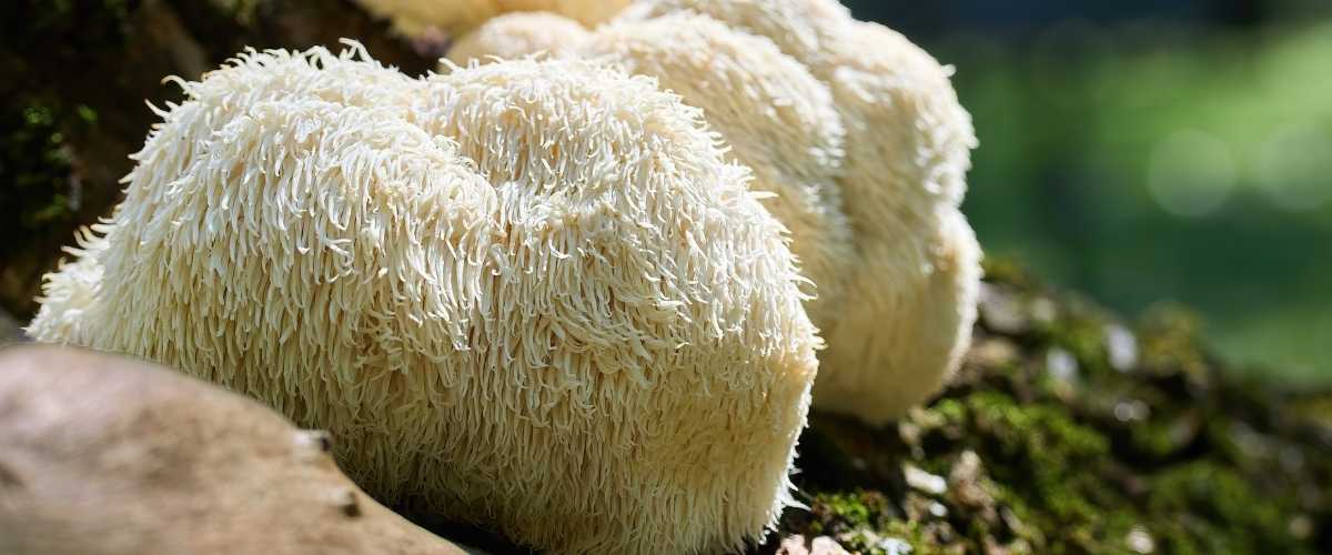 Lion’s Mane mushroom extract (Hericium erinaceus) – natural nootropic for memory and concentration