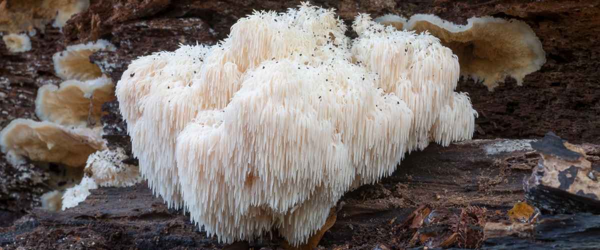 Scientific research on Lion’s Mane – anti-inflammatory and nerve-regenerating effects