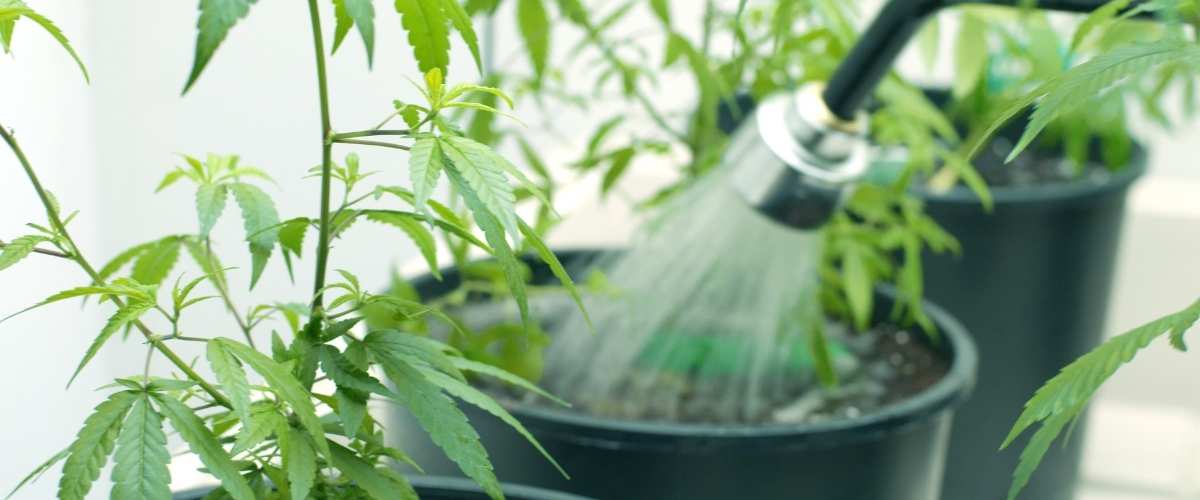 Strategic watering techniques for optimal cannabis root development