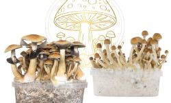 Magic Mushroom Grow Kit