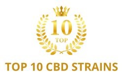 Top 10 CBD Cannabis Seeds