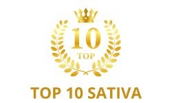 Top 10 Sativa Cannabis Seeds