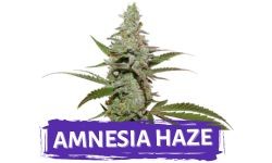Amnesia