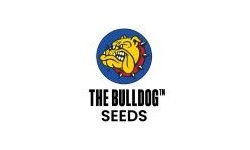 Bulldog Seeds
