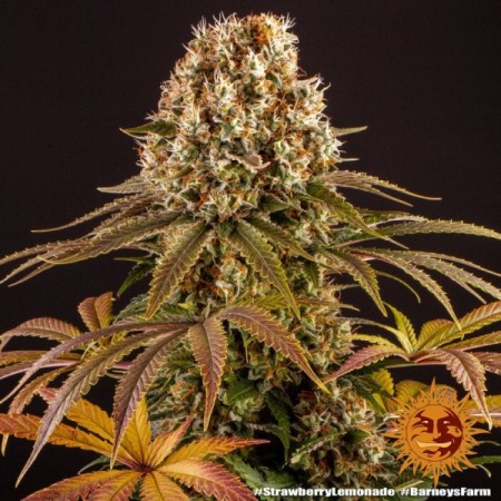 Strawberry Lemonade - Barney's Farm Seeds | Feminized