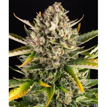 Strawberry Cheesecake - Barney's Farm Seeds | Autoflower