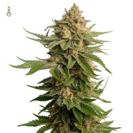 AK-OG Kush - Amsterdam Genetics Seeds | Feminized