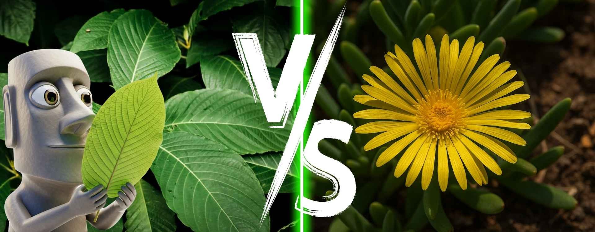 Kanna vs. Kratom: Your Essential Guide Before You Start Kanna vs. Kratom: Your Essential Guide Before You Start