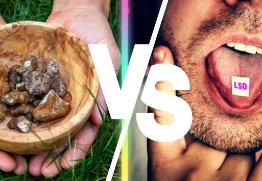 Magic truffles vs. LSD: what is actually the difference?