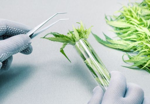 The Science Behind Cannabis: Diploid vs Triploid Cannabis Seeds