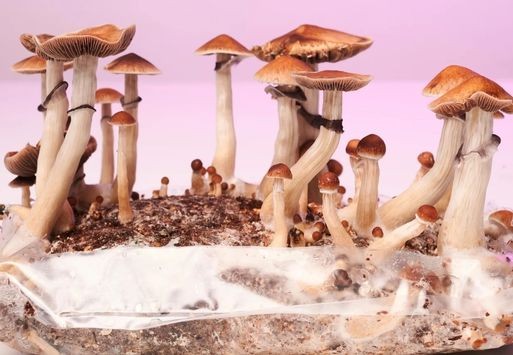 How to grow your own magic mushrooms at home
