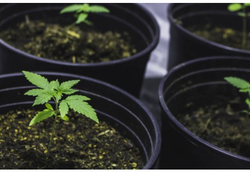 How to choose the best grow tent for your cannabis cultivation?