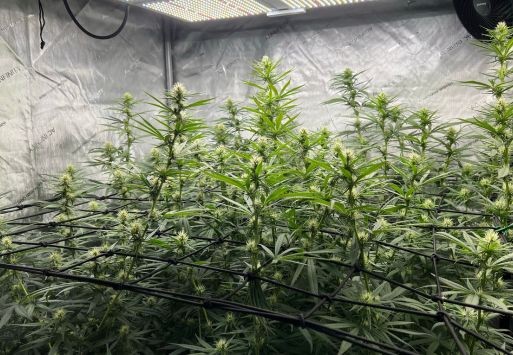 Start of the flowering phase