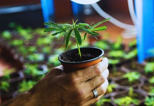 All about planting cannabis plants