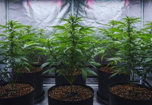 Start of the growth phase