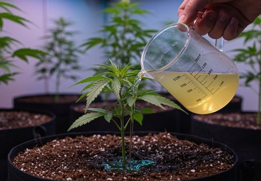 Which fertilizers during the growth phase?