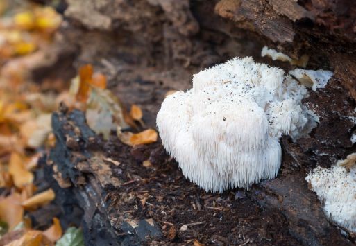 Lionβs Mane: Natural Brain Booster or Just Hype?