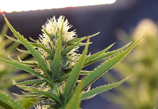 When are cannabis plants ready for the flowering phase?