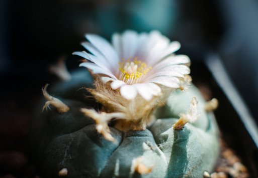 Growing Mescaline Cactus: Cactus Growing Guide for Peyote, San Pedro & More